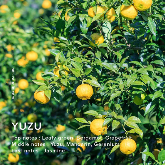 YUZU - Home Fragrance Oil 100ml